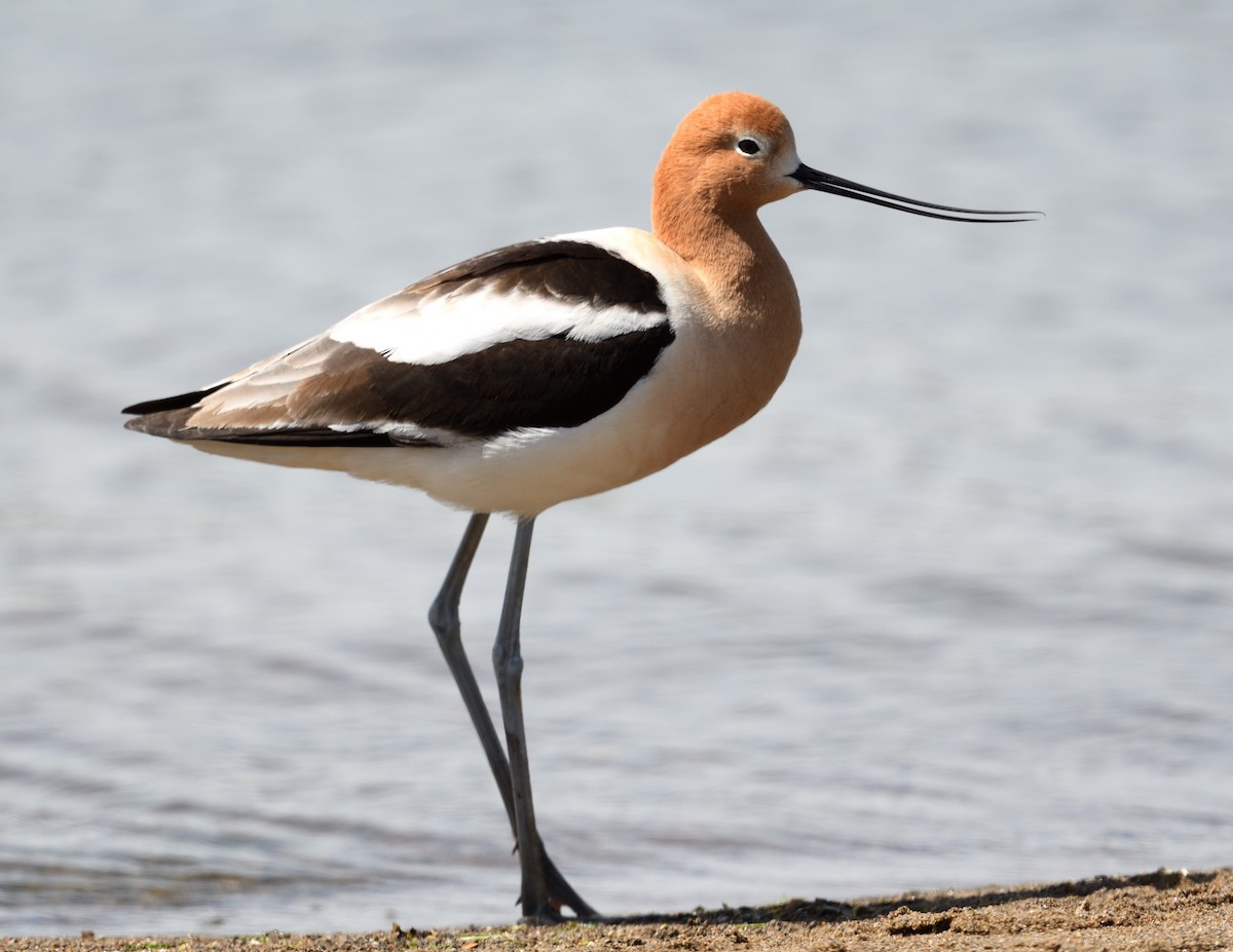 Avocette d'Amérique - ML618644889