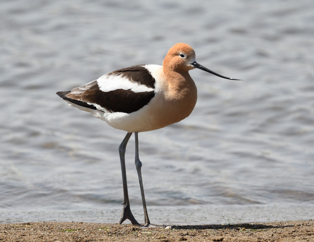 Avocette d'Amérique - ML618644890