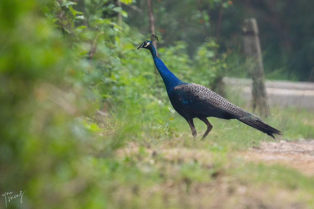 Pavo Real Común - ML618644891