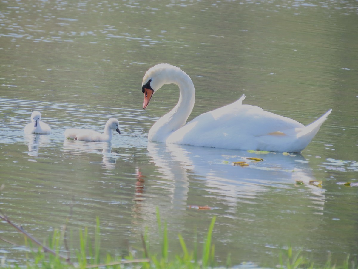 Mute Swan - ML618644900