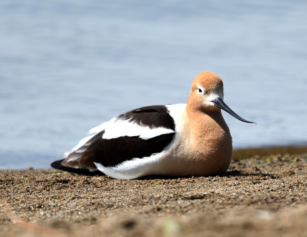 American Avocet - ML618644914