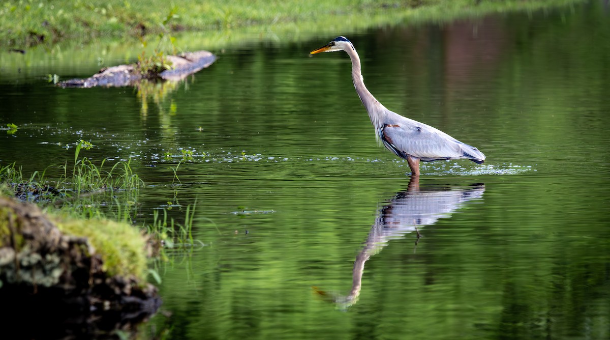 Great Blue Heron - ML618644929