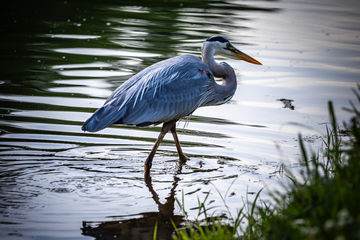 Great Blue Heron - ML618644931