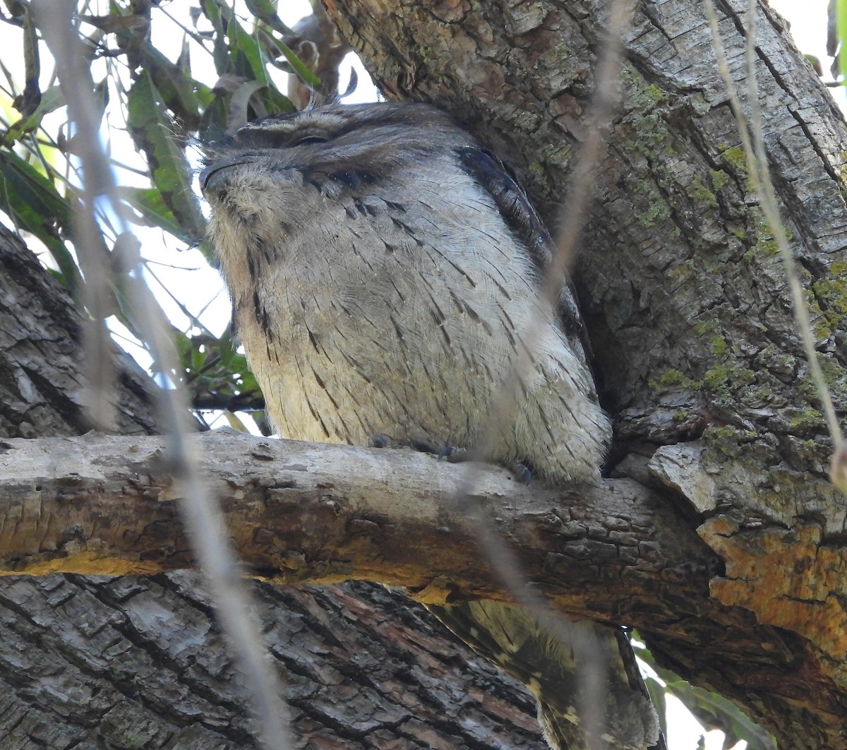 Tawny Frogmouth - john miro