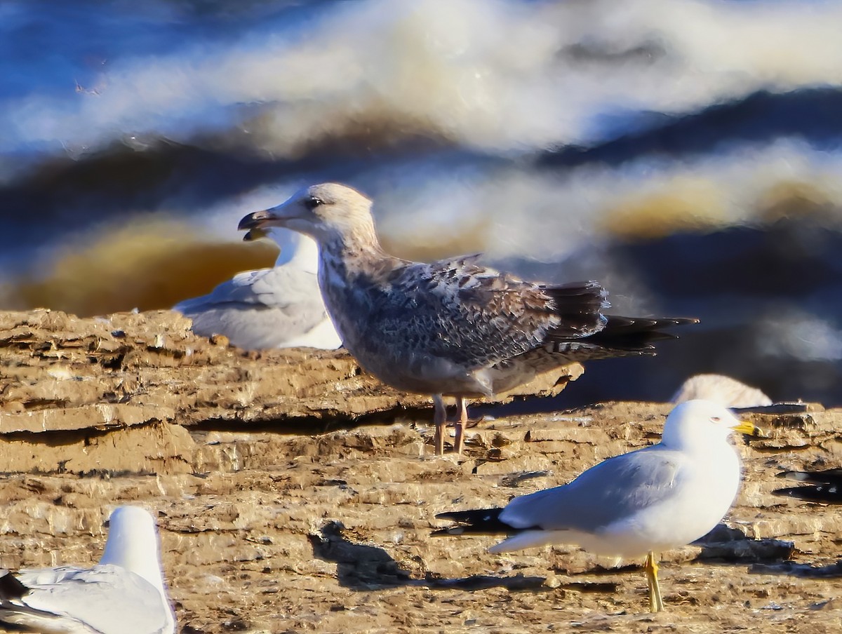 Gaviota Argéntea (americana) - ML618644961