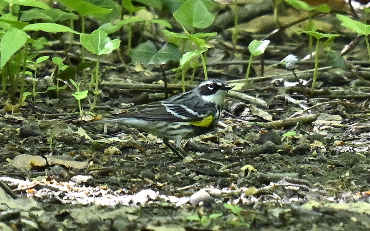 Yellow-rumped Warbler - ML618644973