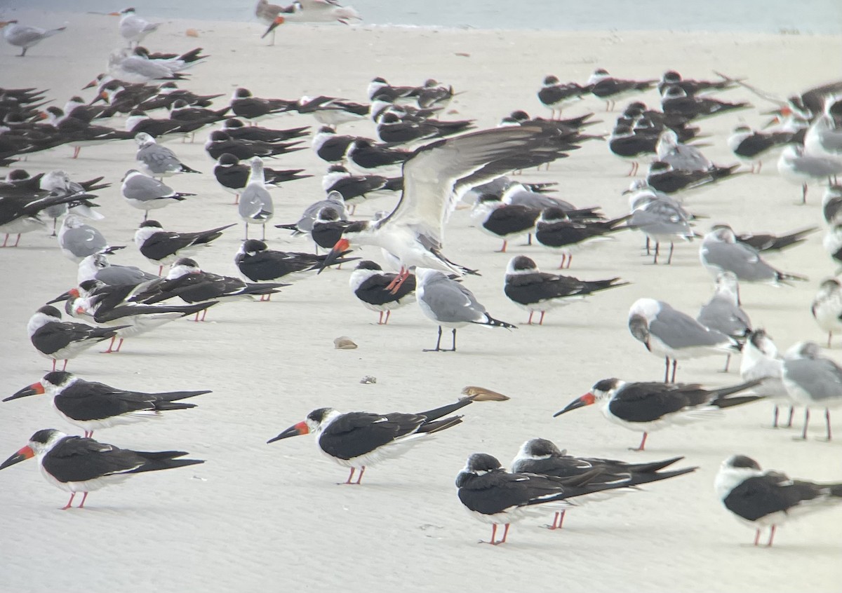 Black Skimmer - Morgan Mattingly 🐍