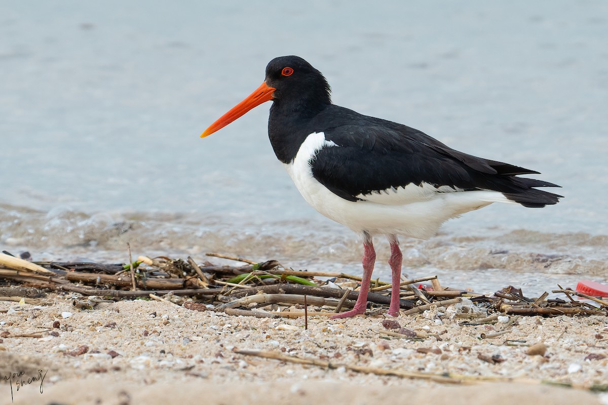 Eurasian Oystercatcher - ML618644984