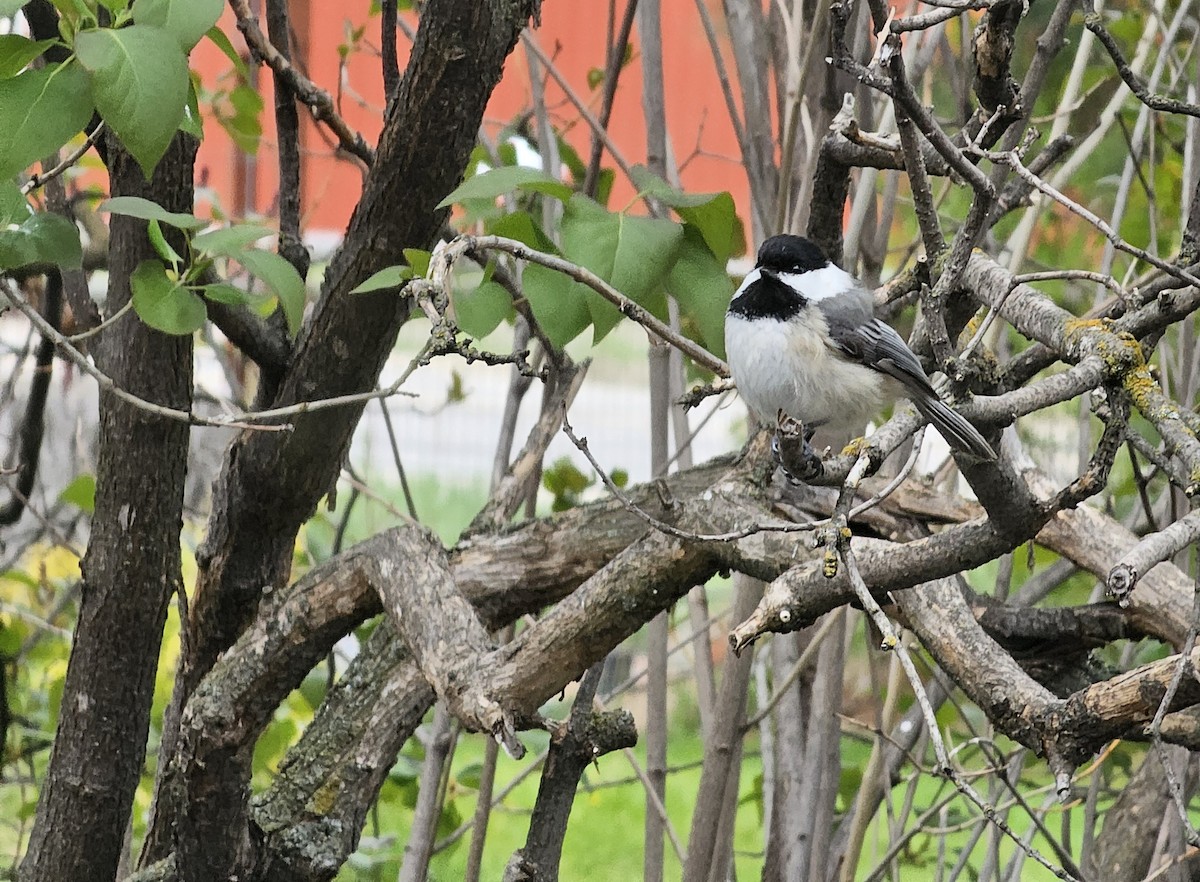 Black-capped Chickadee - Nan Christianson