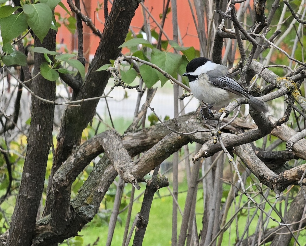 Black-capped Chickadee - Nan Christianson