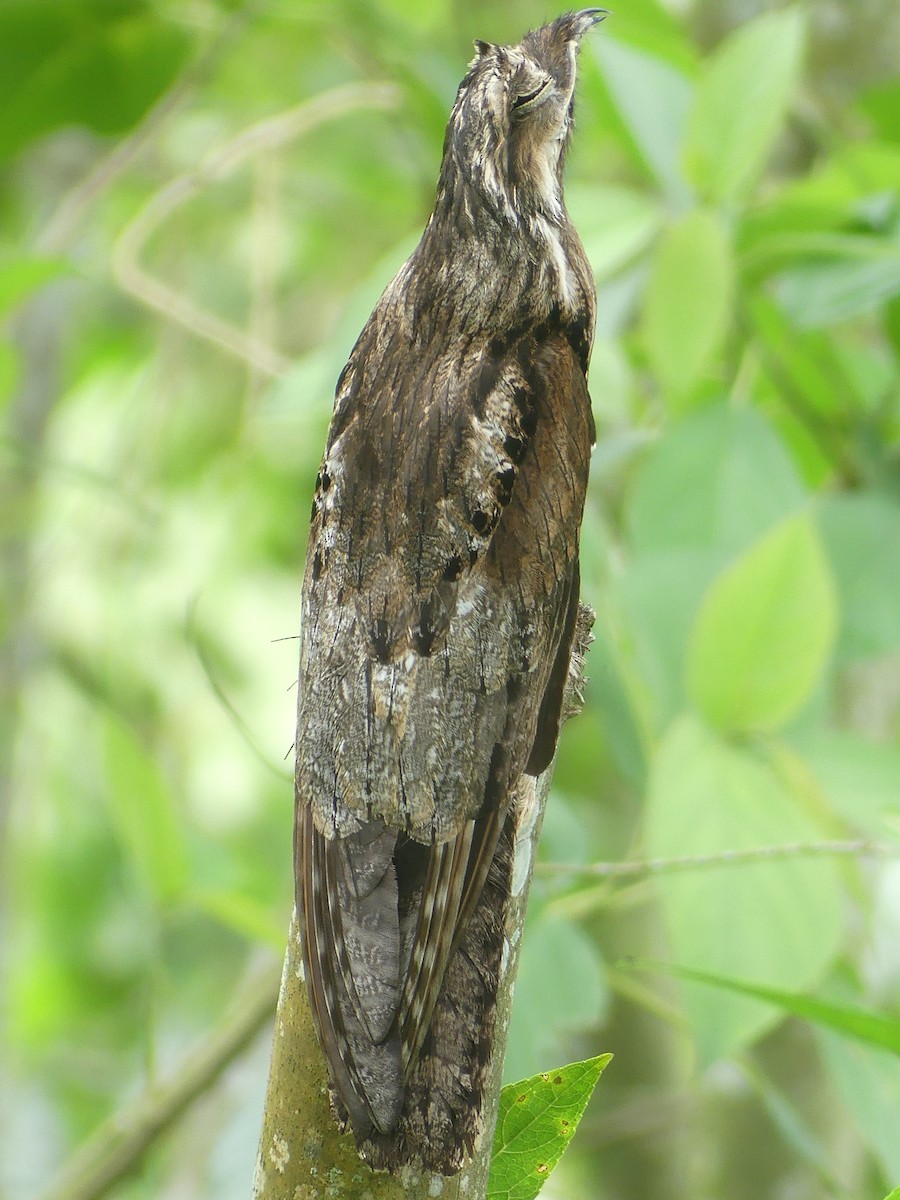 Common Potoo - ML618645018