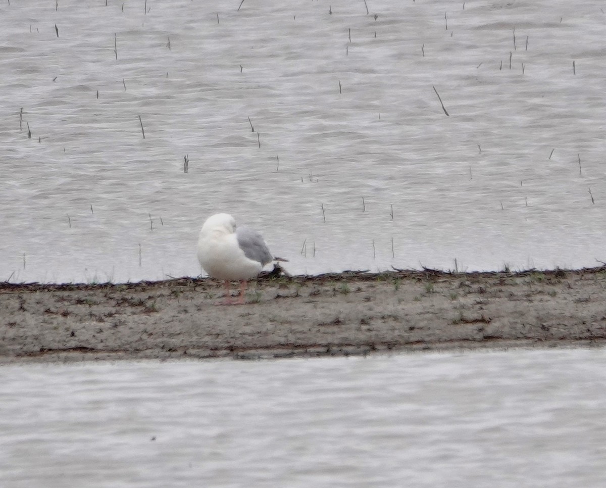 Herring Gull - Pete Janzen