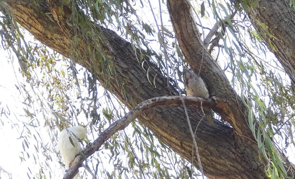 Tawny Frogmouth - ML618645048