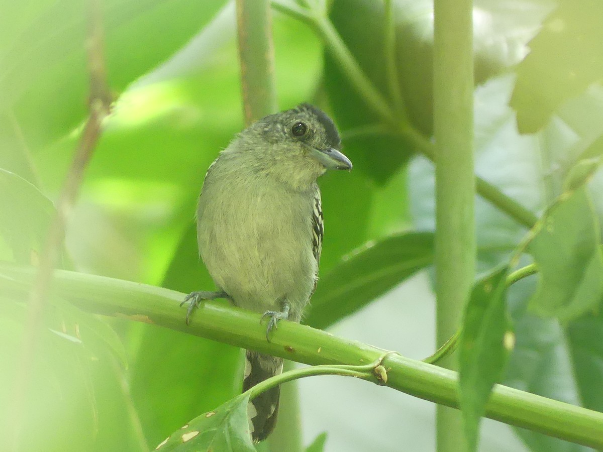 Black-crowned Antshrike - ML618645050