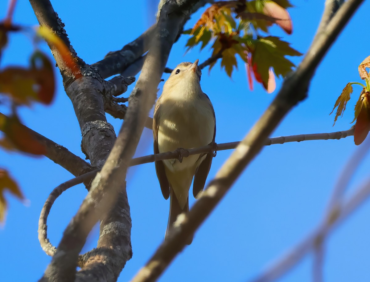 Warbling Vireo - ML618645066