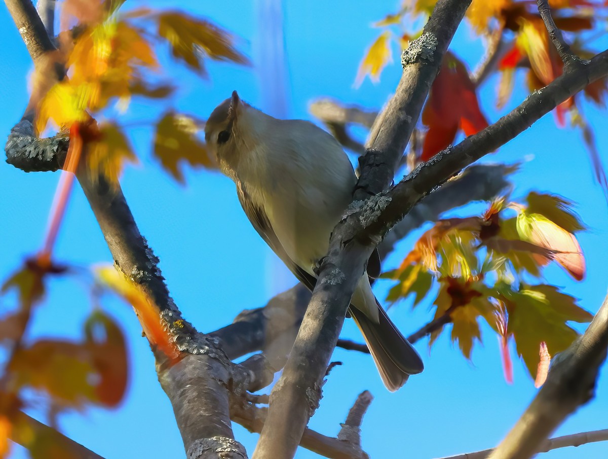 Warbling Vireo - ML618645067