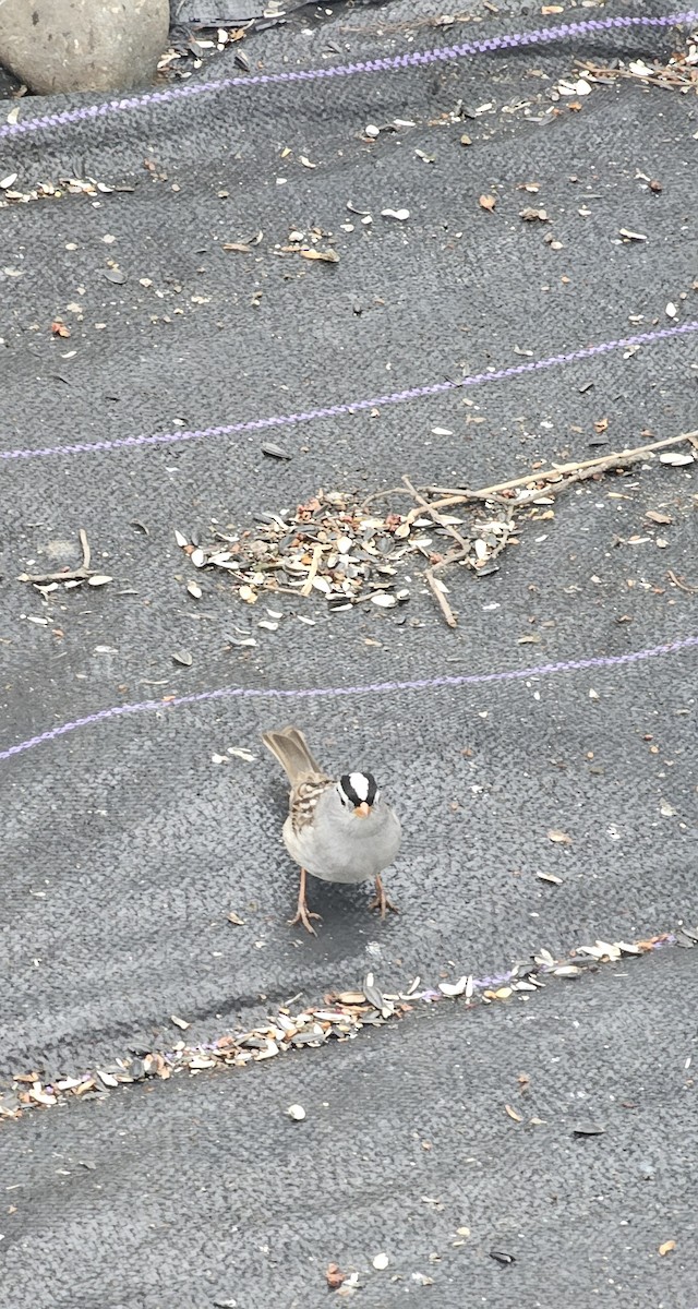 White-crowned Sparrow - ML618645068