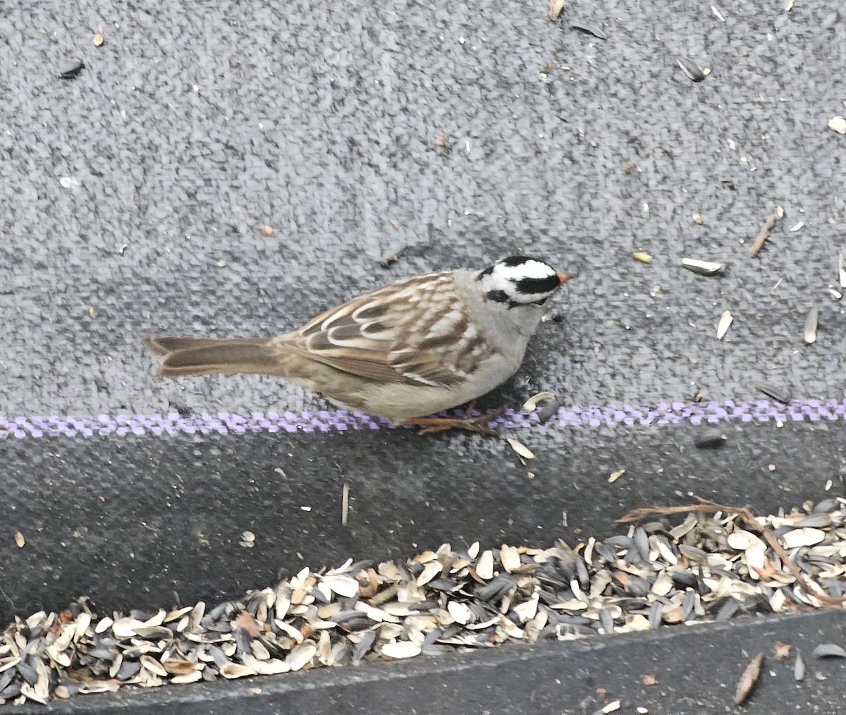 White-crowned Sparrow - ML618645069
