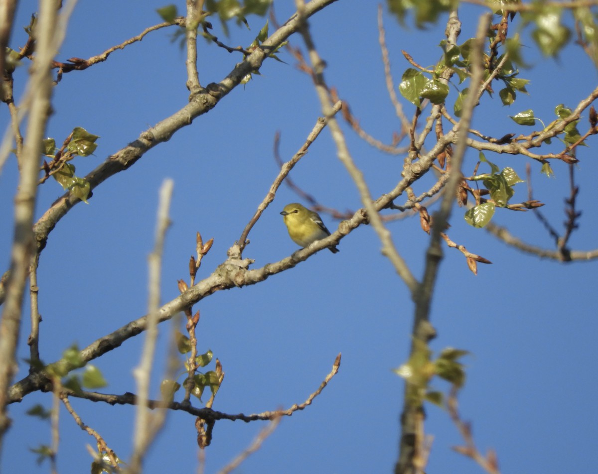 Yellow-throated Vireo - ML618645076