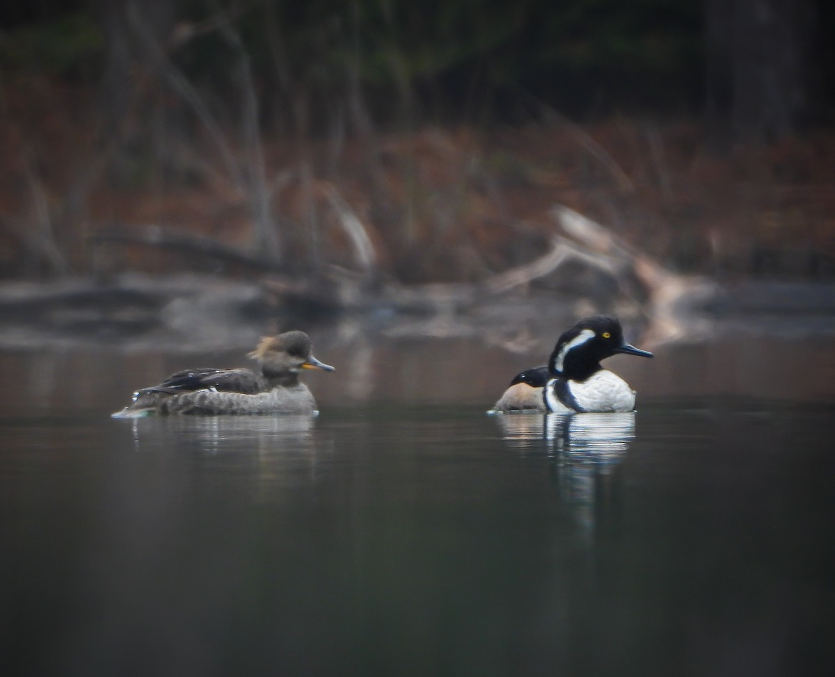 Hooded Merganser - ML618645092