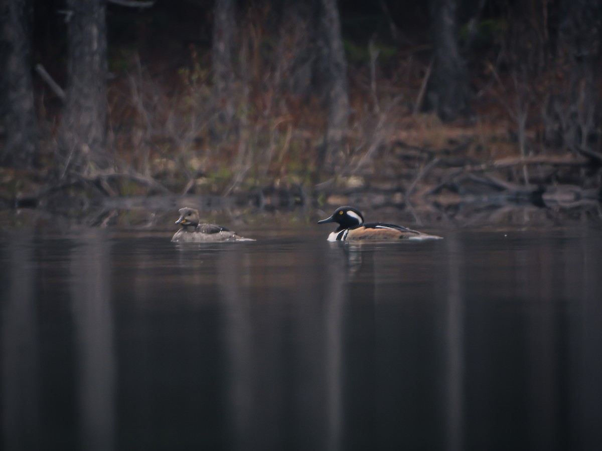 Hooded Merganser - ML618645093