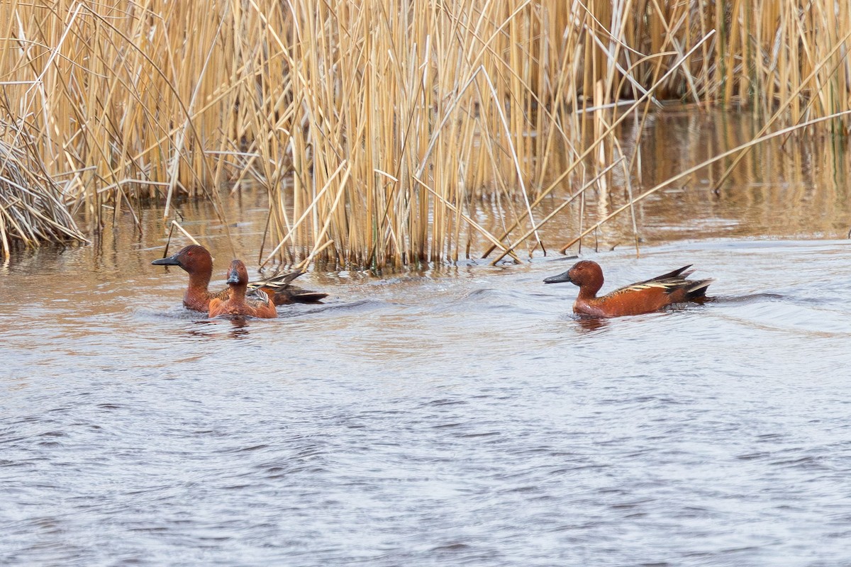 Cinnamon Teal - ML618645106