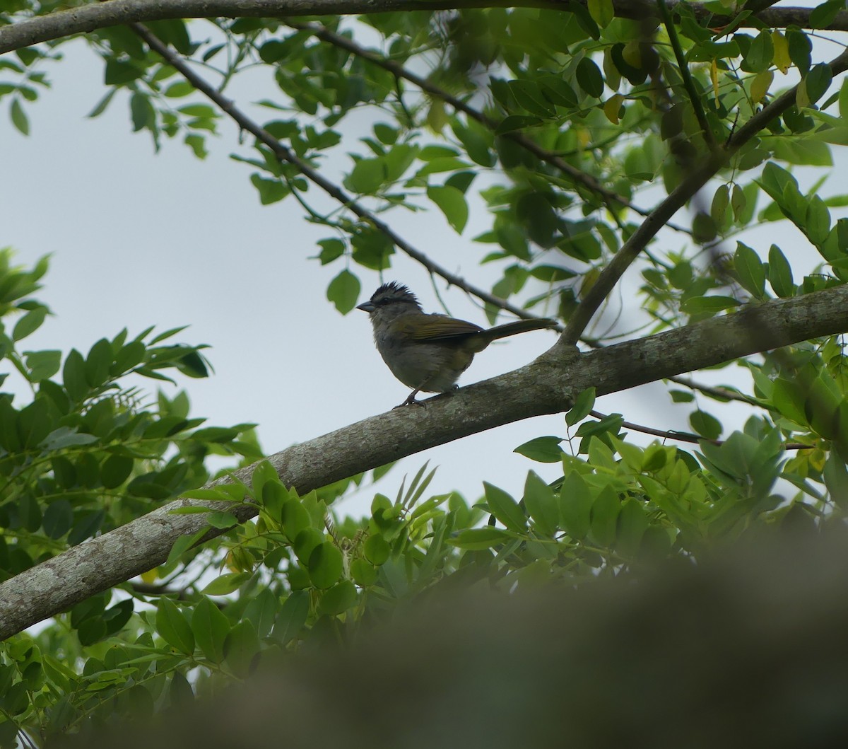 Black-striped Sparrow - ML618645108