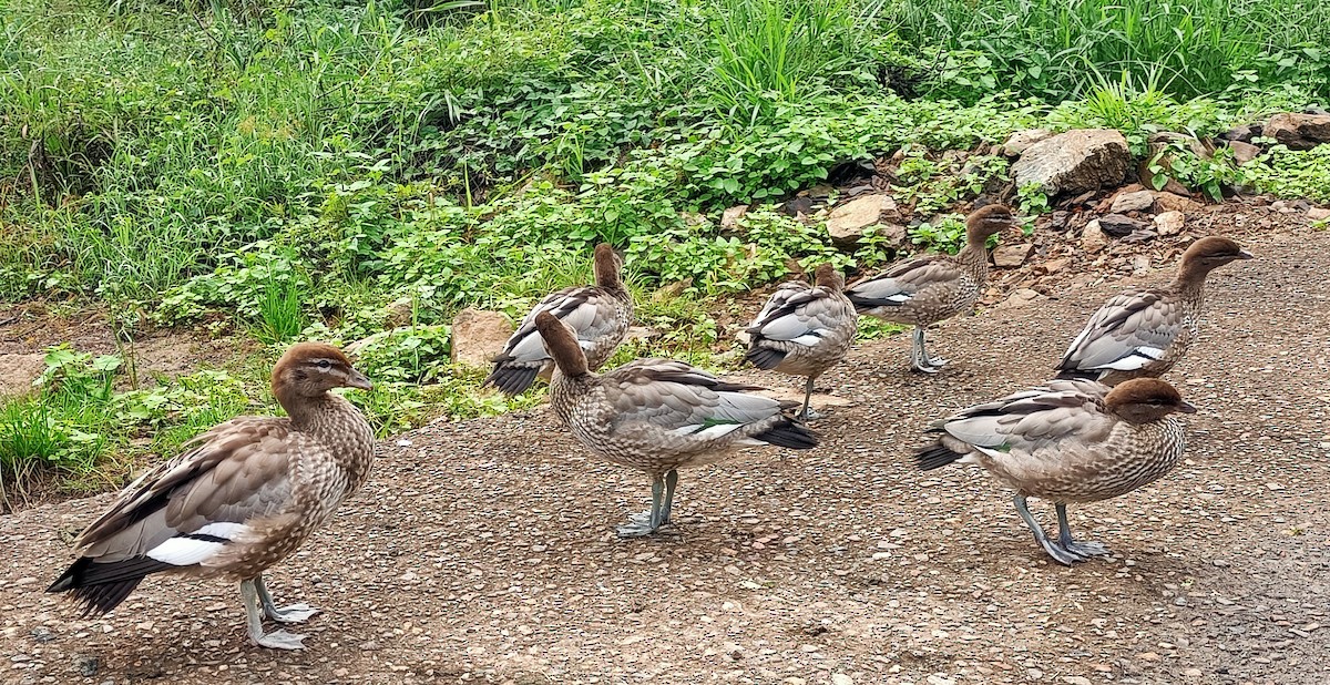 Canard à crinière - ML618645113