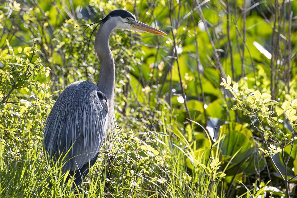 Great Blue Heron - ML618645126