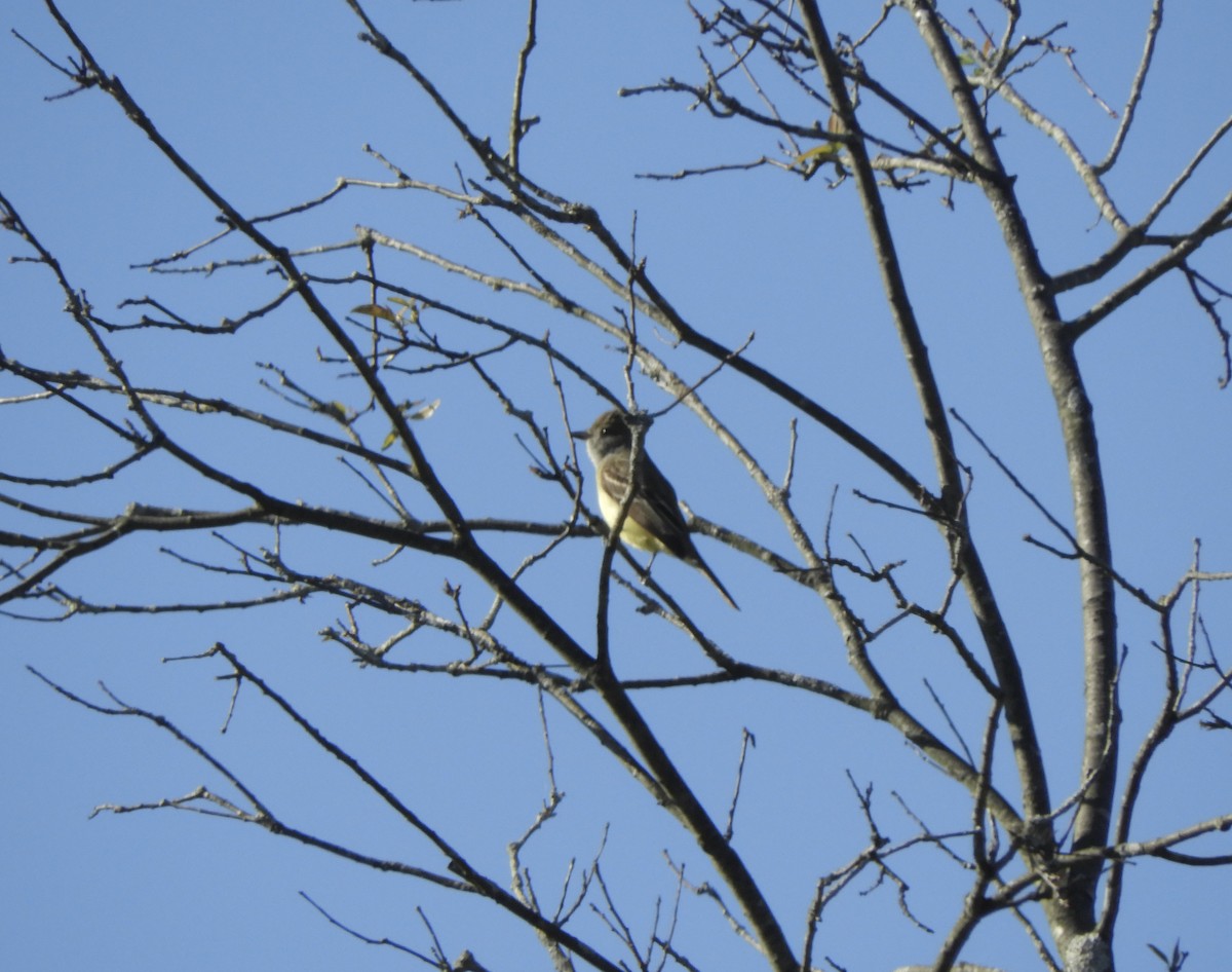 Great Crested Flycatcher - John McKay