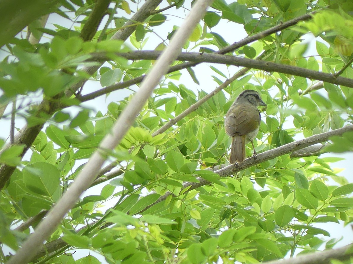 Black-striped Sparrow - ML618645154