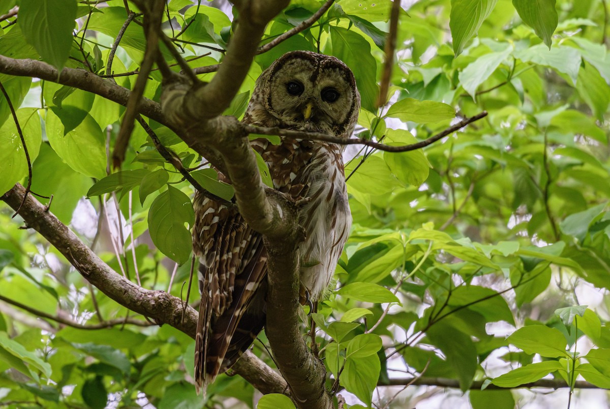 Barred Owl - ML618645179