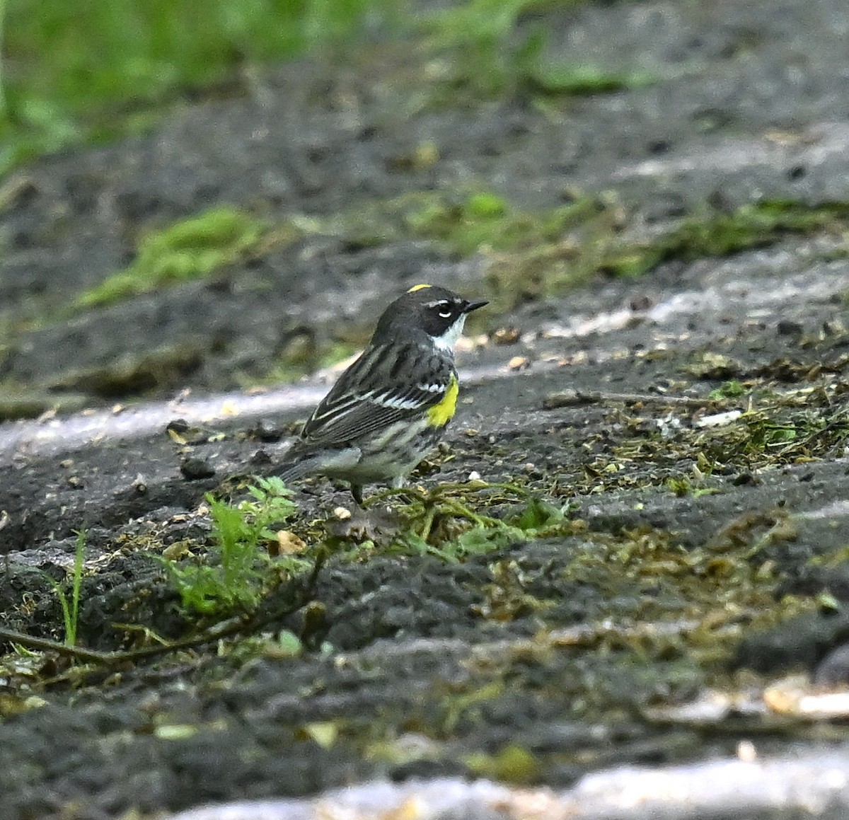 Yellow-rumped Warbler - ML618645215