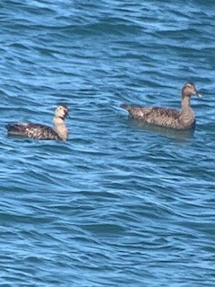 King Eider - Bob Shriber