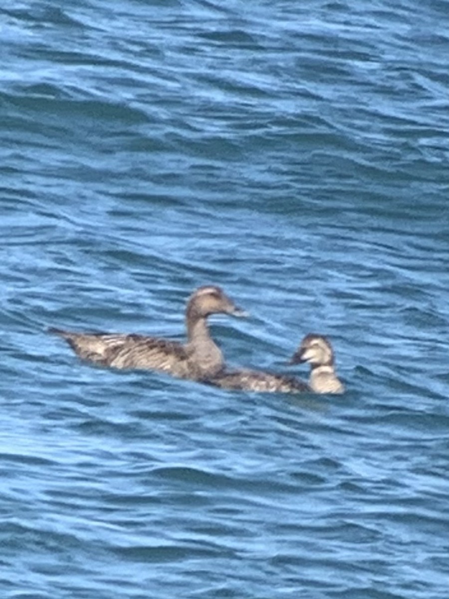 King Eider - Bob Shriber