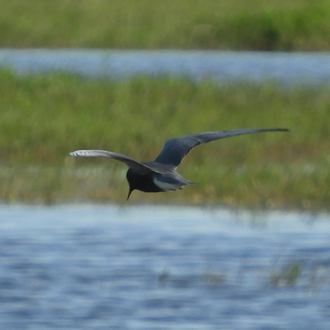 eBird Checklist - 7 May 2024 - Merced NWR (Please use a more specific ...