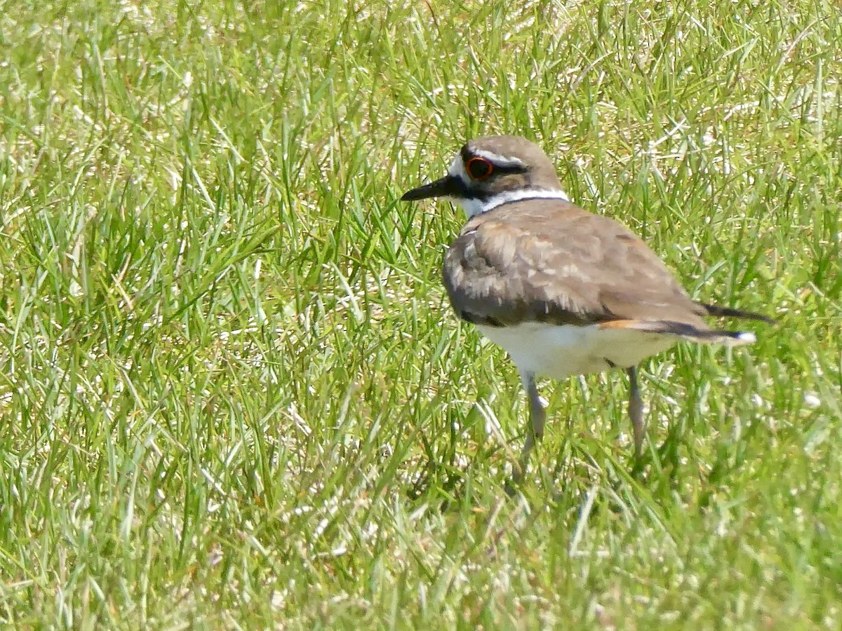 Killdeer - Ron Lulov