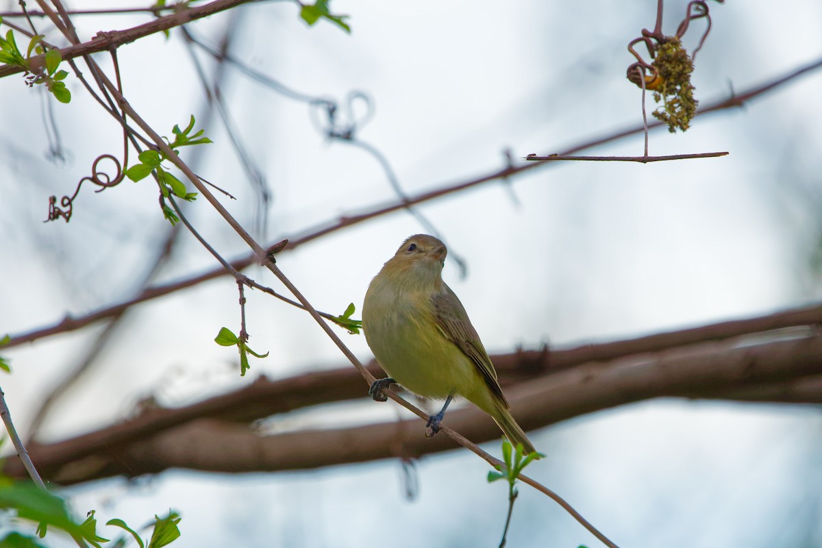 Warbling Vireo - ML618645278