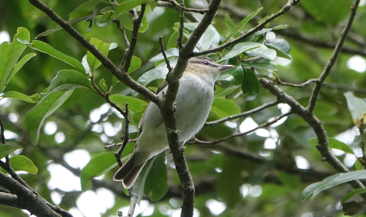 Red-eyed Vireo - ML618645297