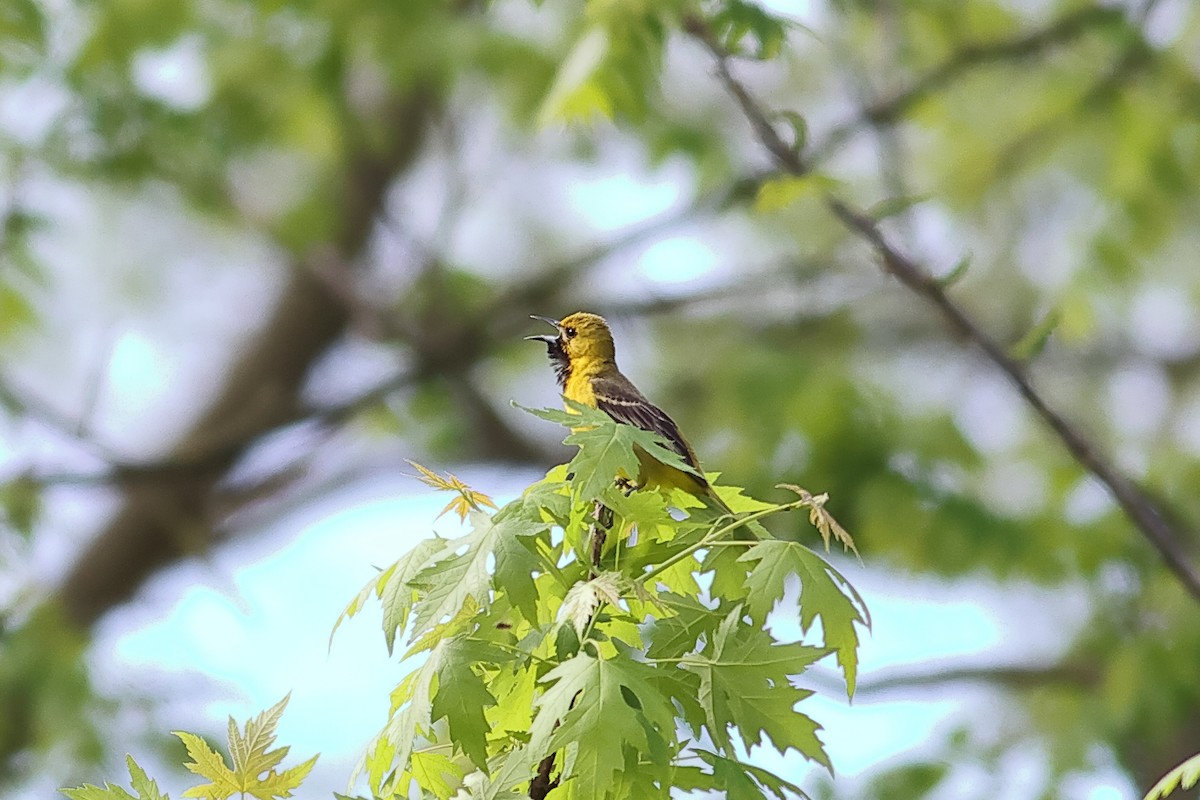 Orchard Oriole - John Mercer