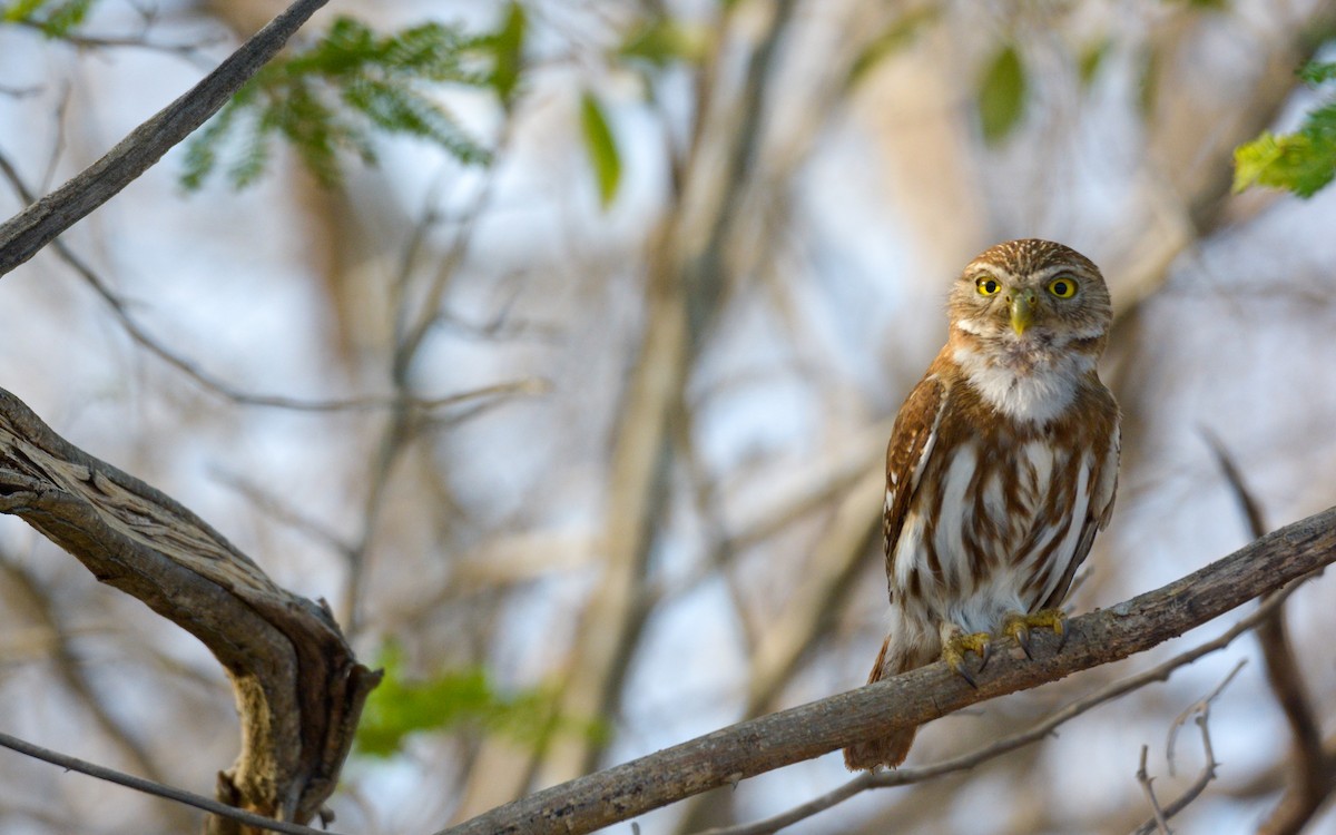 Ferruginous Pygmy-Owl - ML618645305