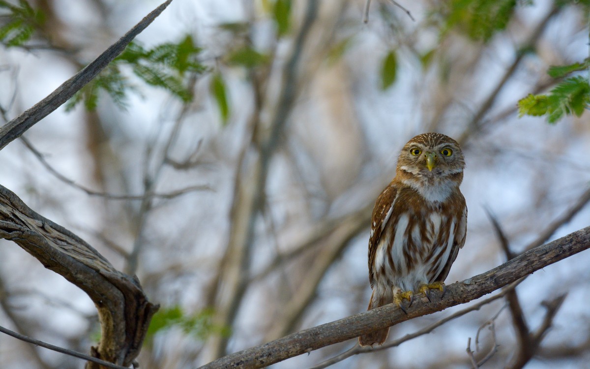 Ferruginous Pygmy-Owl - ML618645309