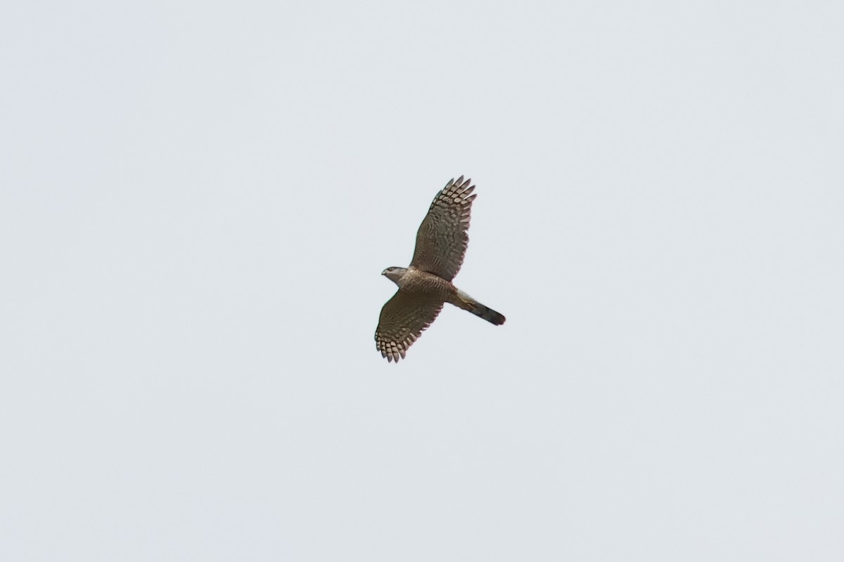 Cooper's Hawk - ML618645321