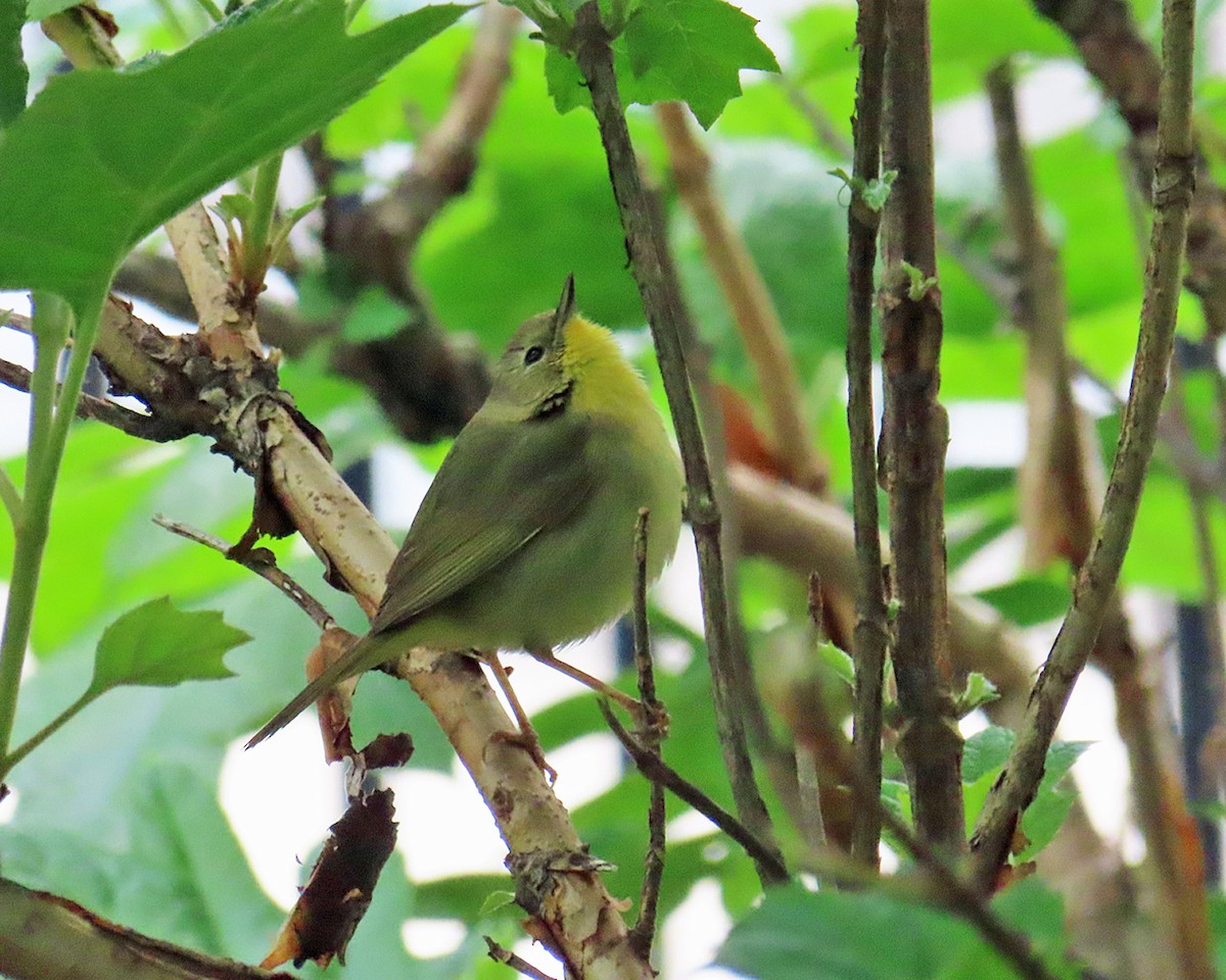 Common Yellowthroat - ML618645356