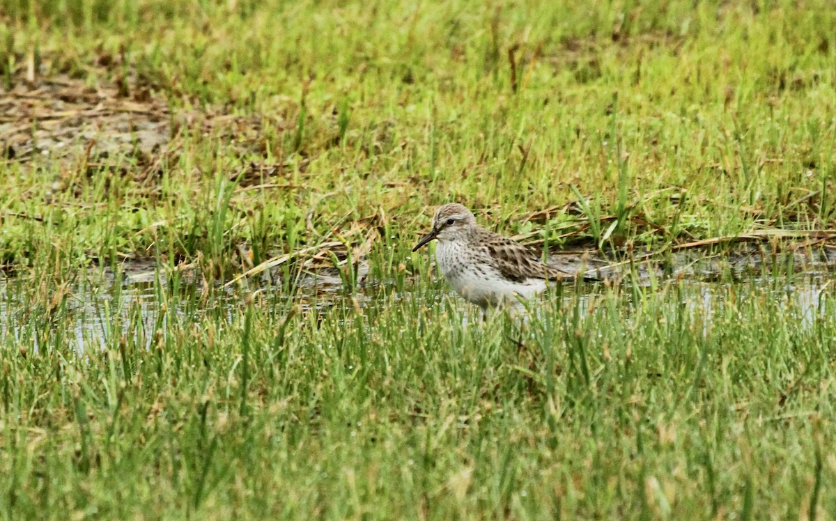 White-rumped Sandpiper - ML618645361