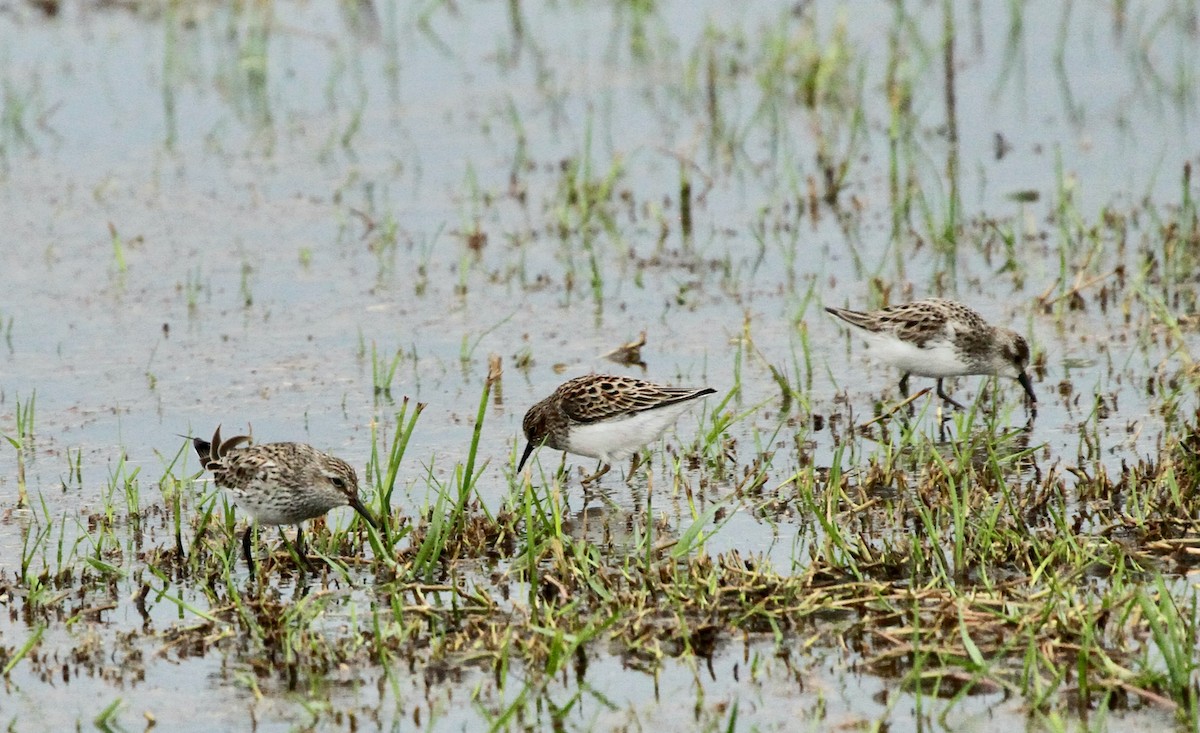 White-rumped Sandpiper - ML618645367