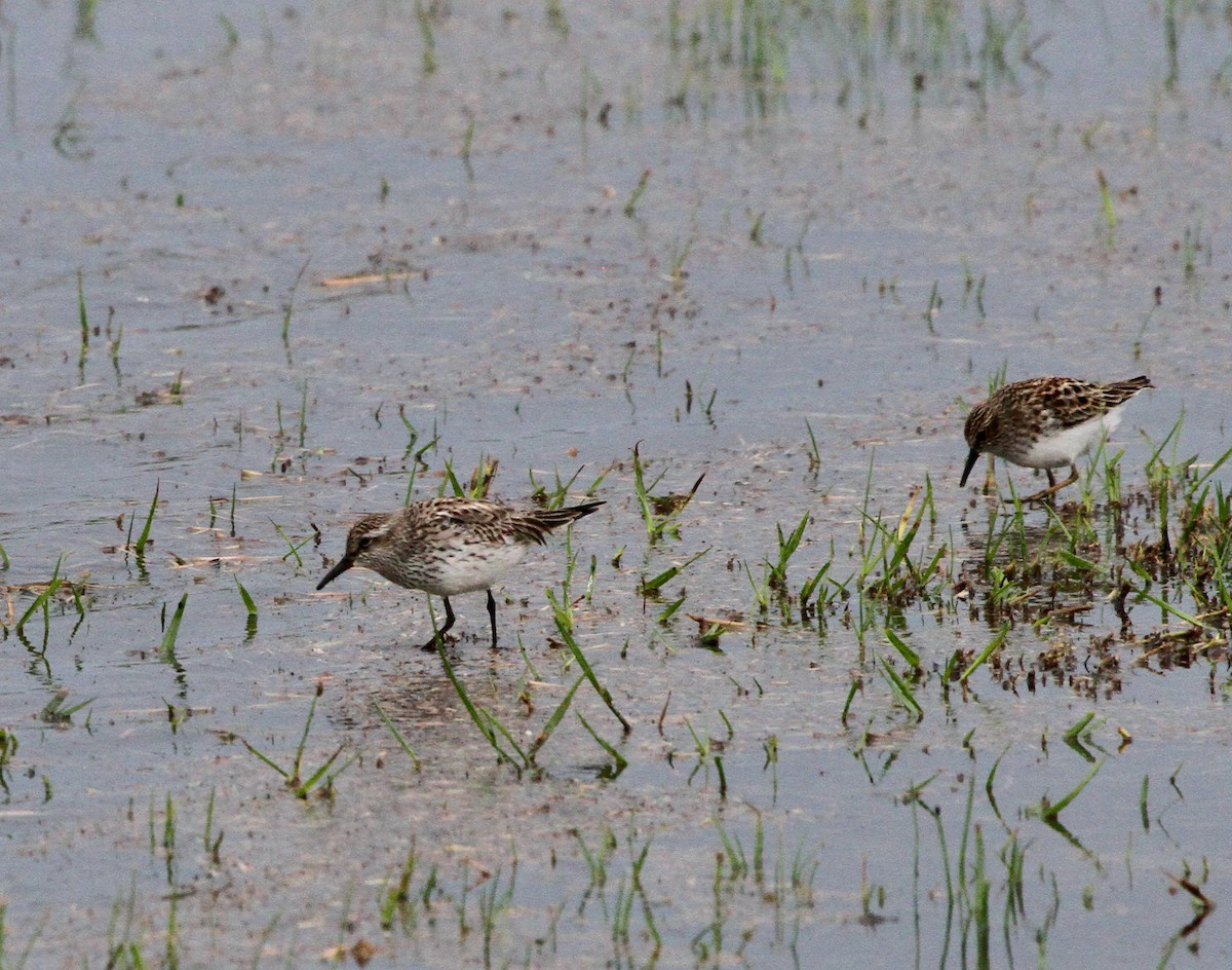 White-rumped Sandpiper - ML618645370