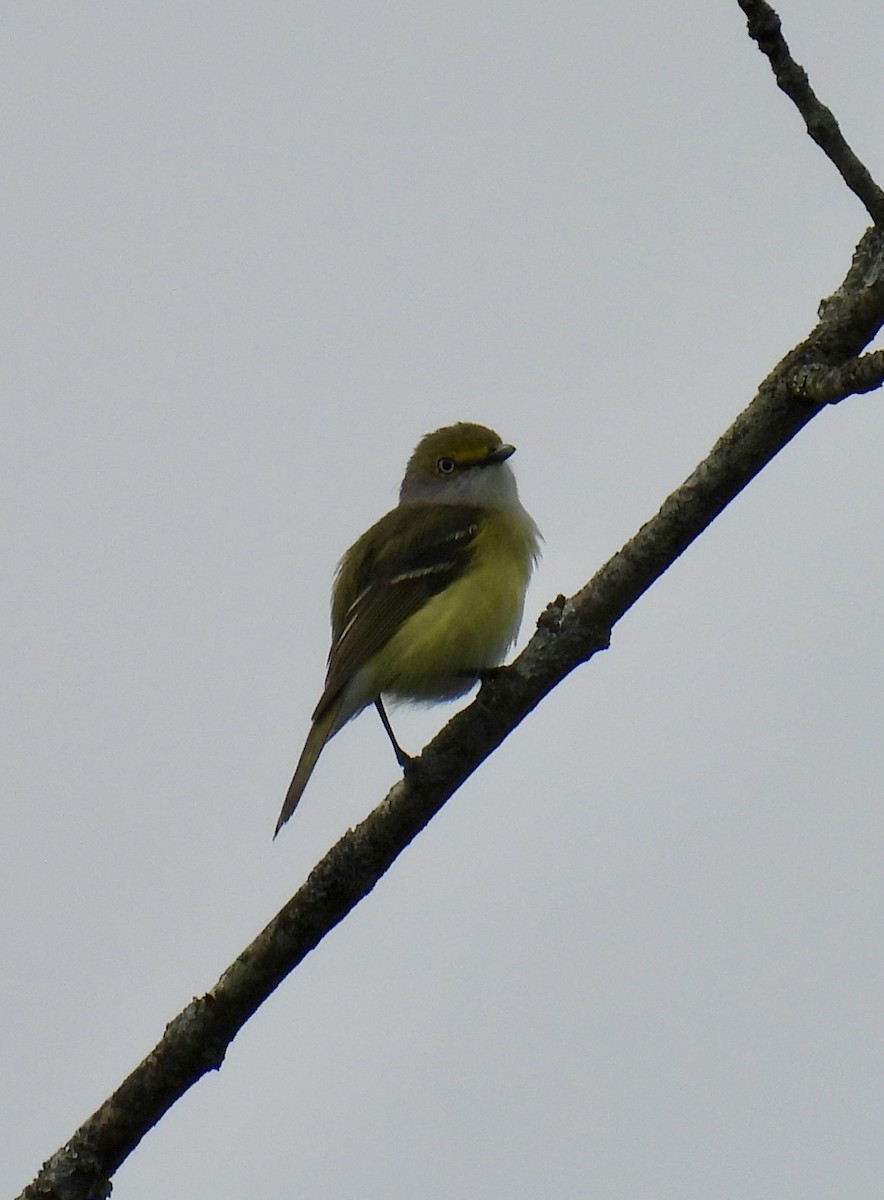 Ak Gözlü Vireo - ML618645377