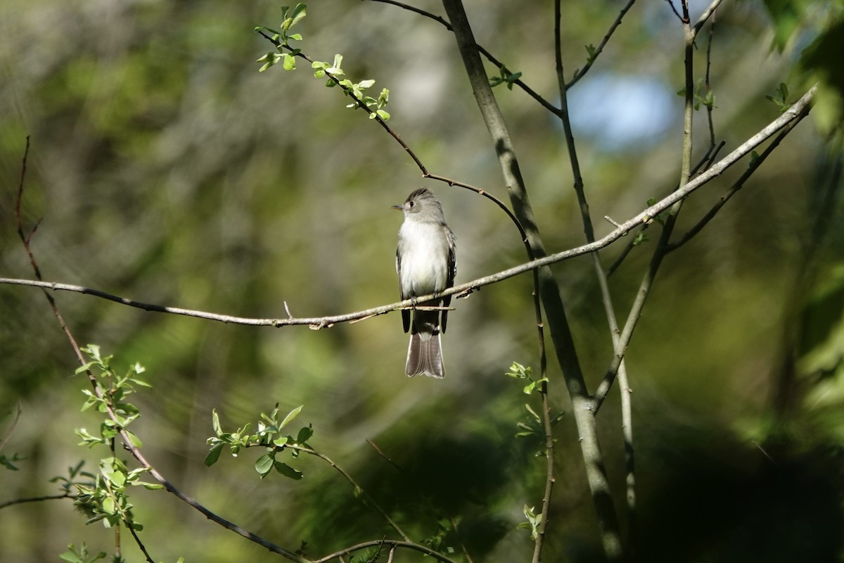 Eastern Wood-Pewee - Jo Fasciolo