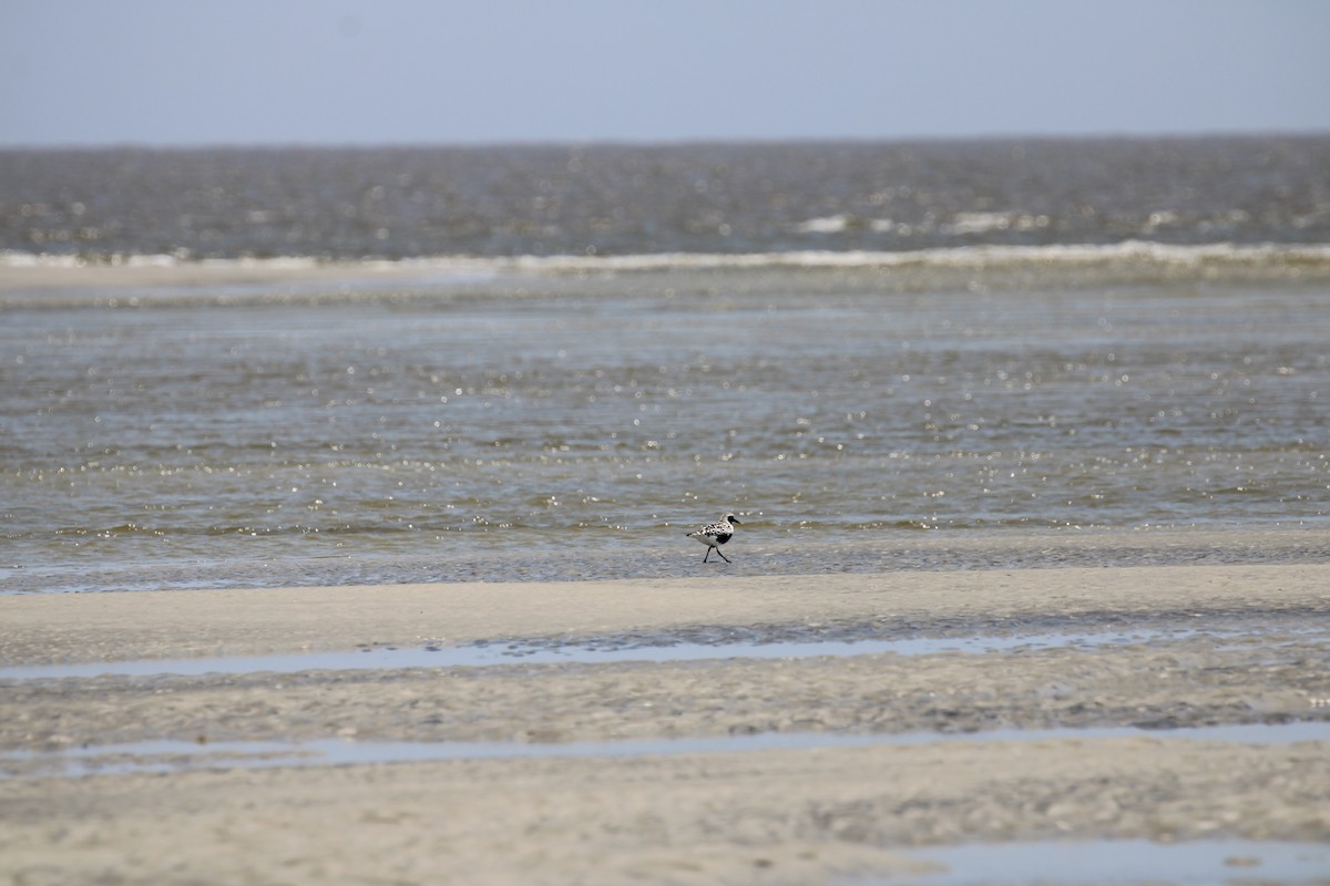 Black-bellied Plover - ML618645389